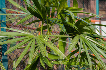 picture of dwarf or small palm tree leaves