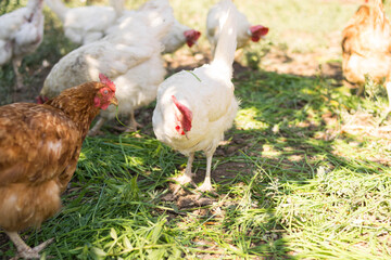 Chickens eat grass. A flock of poultry. Village. Chicken coop.
