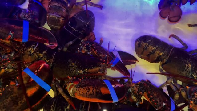 Lobsters in a restaurant's aquarium with tied claws fresh seafood.