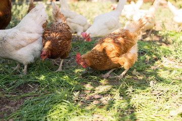 Chickens eat grass. A flock of poultry. Village. Chicken coop.