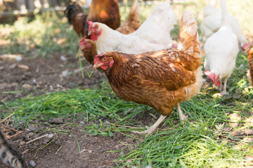 Chickens eat grass. A flock of poultry. Village. Chicken coop.