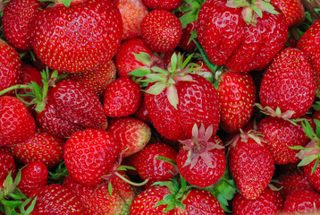 Background of ripe red strawberries close up