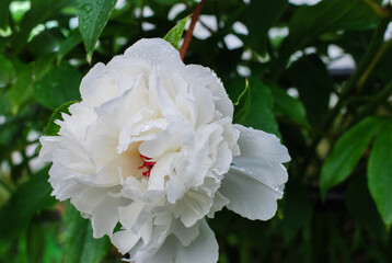 One white peony flower in water drops. Peony bush after rain. Blooming peony.