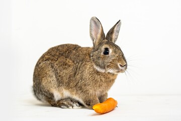 Little rabbit feeding on carrots on a white background