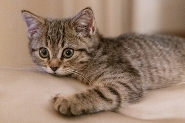 Portrait of a cute little kitten lying on the sofa  at home