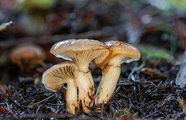 Either gomphidius glutinosus or gomphidius oregonensis