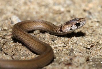 Close-up view of the head of a Dekay's Snake (Storeria dekayi). 