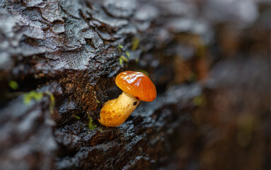Tiny yellow and orange sulfur tuft growing out of a log
