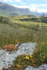 Biting Stonecrop (Sedum acre) in the foreground with beautiful landscape behind. Seen on Rocky Mountain in Otago Region of New Zealand. This is a non-native plant introduced from Europe. 