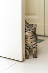 Portrait of a cute little kitten playing hidden behind the door at home