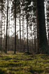 Fototapeta premium path in the forest