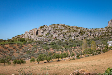 Fototapeta na wymiar torcal national park, andalusia, olive trees