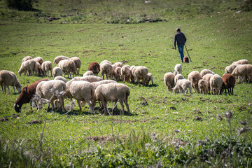 flock of sheep with shepherd, andalusia, spain