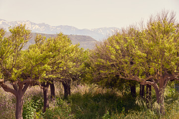 Fototapeta premium Olive Grove and Mountains in the background.