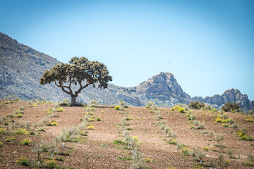 Fototapeta na wymiar fields in andalusia, olive tree