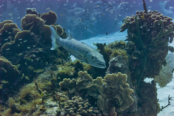 Great Barracuda swimming with mouth open