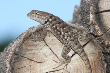 A twin-spotted spiny lizard (Sceloporus bimaculosus) perches on a log with a blue sky in the background. 