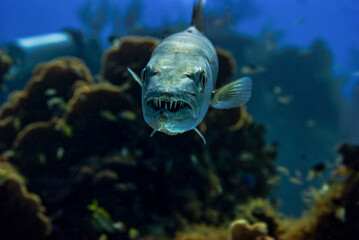 Front view of Great Barracuda showing off teeth