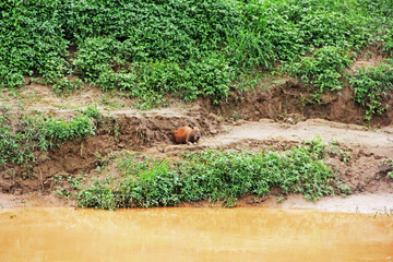 Obraz premium capybaras by the river 