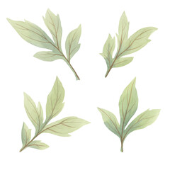 watercolor peony leaves. set of delicate green drawn leaves. botanical set for design and print