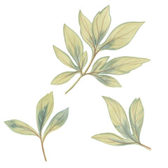 watercolor peony leaves. set of delicate green drawn leaves. botanical set for design and print
