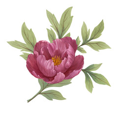 Watercolor pink peony bouquet isolated on white background. Botanical hand draw illustration. Concept for wedding design, wallpaper, stickers, surface pattern, cards, invitations, logo, prints.