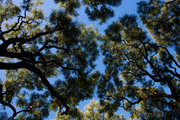 Obraz premium tree branches with sky background