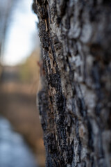 Tree bark in winter