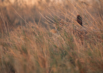 Eurasian Marsh harrier perched on tall grass of Asker Marsh, Bahrain