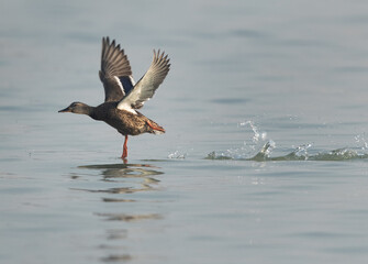 Mallard duck takeoff at Tubli bay, Bahrain