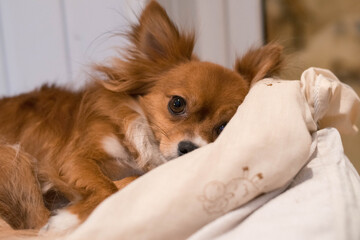 The dog is lying on the bed. Red-haired Chihuahua. Dog. White blanket. Pet.