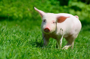 Piglet walking on green grass