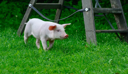 Piglet walking on green grass