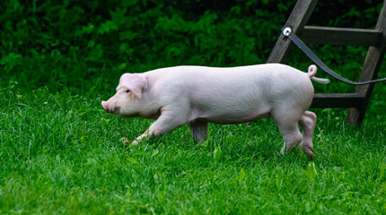 Piglet walking on green grass