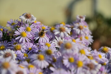 Autumn purple daisies