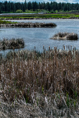 Reed and Marsh Landscape