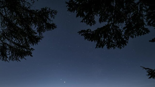 Blue night sky with stars moving fast over spruce branches silhouette in dark evening forest time lapse