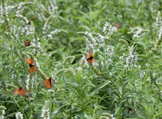 Butterflies on Flowers