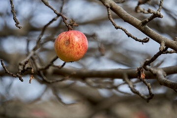 Manzana de invierno