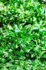 Organic Parsley. Fresh parsley. culinary and aromatic herbs. Vertical with copy space.