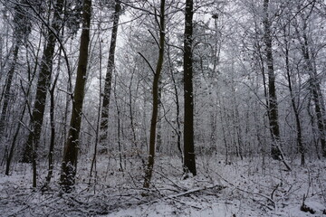 forest in winter