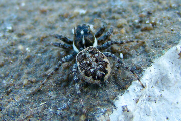 Jumping Spider (Menemerus semilimbatus)