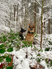Two German shepherds are sitting in a forest with snow.