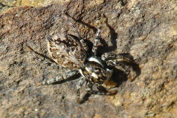 Jumping Spider (Menemerus semilimbatus)