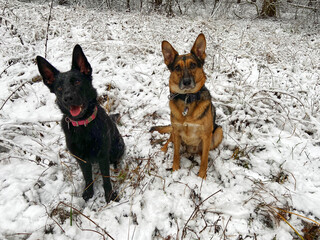 Two German shepherds are sitting in a forest with snow.