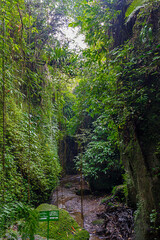 Rice terraces on Bali, Indonesia in Asia, beautiful landscapes in typical Bali green. Forest nature and rice cultivation