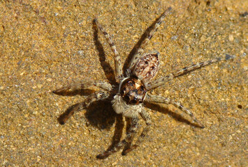 Jumping Spider (Menemerus semilimbatus)