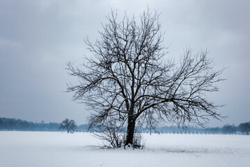 Fototapeta na wymiar Single bare tree in winter landscape
