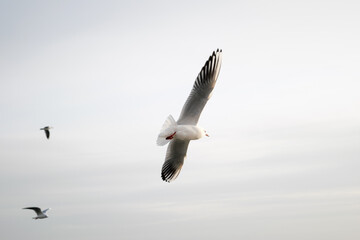 view of the flying gull Larus marinus, on the Baltic Sea