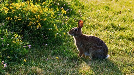 A rabbit during summer morning